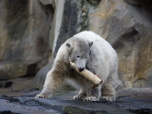 דב הקוטב, קנוט החוגג יום הולדת שנה משחק בדמוי נר העשוי עץ, גרמניה