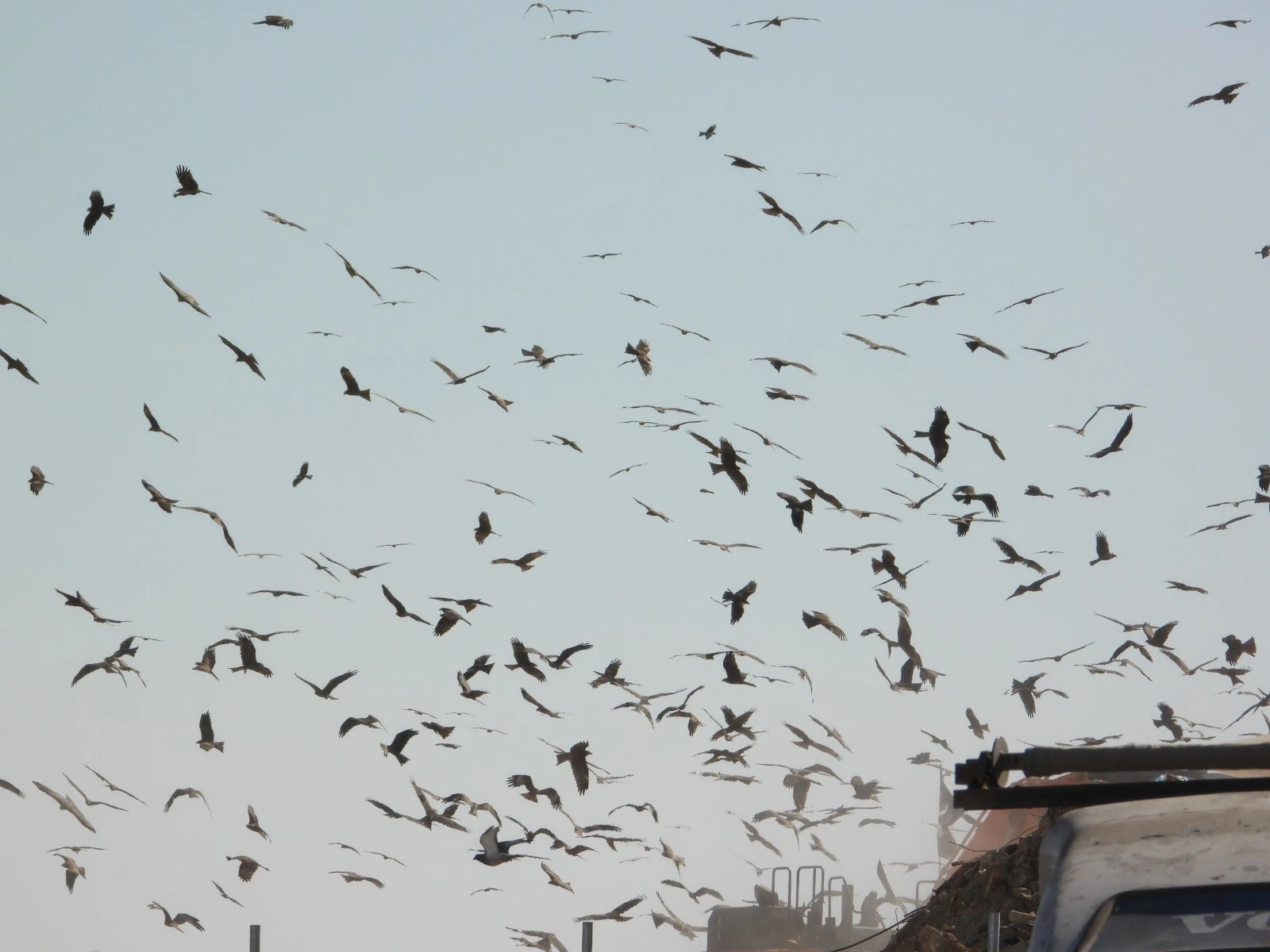 מופע הציפורים בפארק דודאים