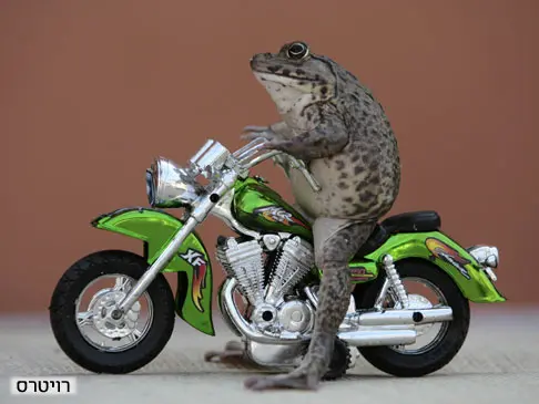 הצפרדע אוהי יושב על אופנוע ממוזער, הבעלים של הצפרדע אומר כי אוהי אוהב לשחק במשחקים של בני אדם ולהצטלם, תאילנד