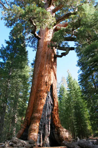 דגימות שנקלחות מקליפות העצים מלמדות על שינויי מזג האוויר במרוצת השנים