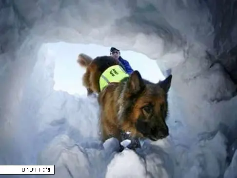 כלב חילוץ מתאמן באיתור לכודים מתחת למפולת שלגים, גרמניה