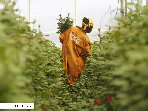קוטפת פרחים מקניה קוטפת ורדים לקראת יום הולנטיינס