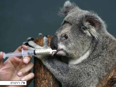 קואלה מקבלת תרופה לאחר ניתוח  Petra the koala receives her medication after an operation at Sydney Wildlife World