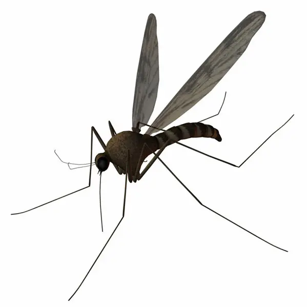 רק יתושות מעבירות את הנגיף הקטלני