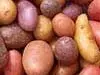 תפוחי אדמה בכל מיני צבעים