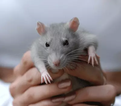 עכברים שגודלו כבדי משקל השילו עד ל-19 אחוזים ממשקלם לאחר 40 יום של הזרקת התרופה