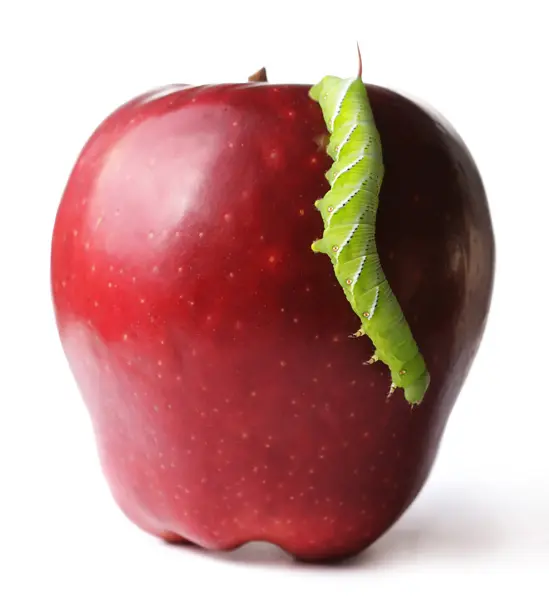 תולעת-תפוח בצבע ירוק אופנתי
