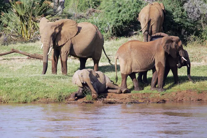 הפיל האפריקאי - קרוב משפחה של הממותה שונה ב-0.6% בחומר הגנטי בלבד