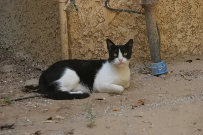 מצטייד בקיסמים לשיניים לפני שהוא פותח את העיניים בבוקר. חתול תל אביבי