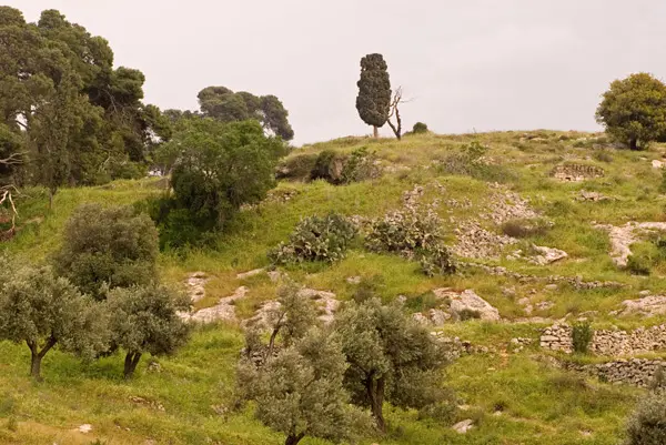 גם בעת מצור ומלחמה נאסר על יהודי לפגוע בעץ פרי