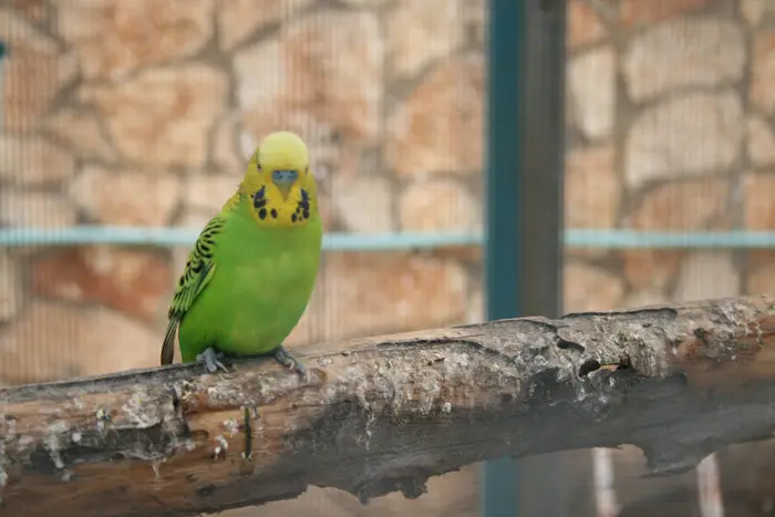 דוגמה לתנאים טובים בגן החי העירוני בפתח תקווה