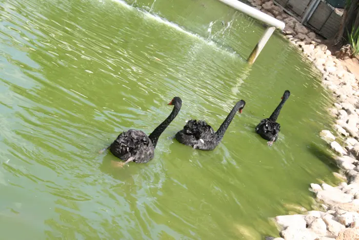 אווזים בבריכה בגן החי העירוני פתח תקווה