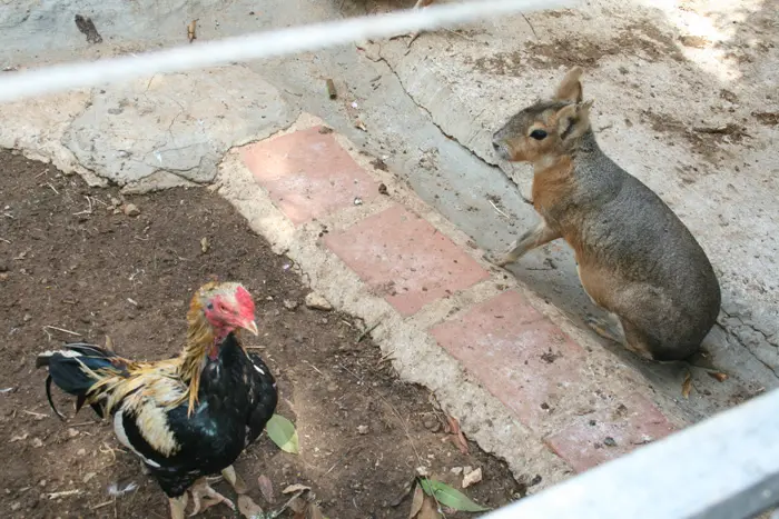 ארנב בר ותרנגולת בגן החי העירוני פתח תקווה