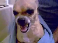 כלב עצבני - מתוך סרטון יוטיוב