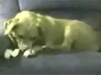 כלב נושך את עצמו - מתוך סרטון יוטיוב