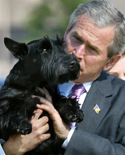 הכלב הנשיאותי בארני במצב רגוע יותר עם הבעלים ג'ורג' בוש