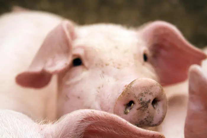 בחלום חשוב יותר לבדוק איך נראה החזיר, מה הוא עושה ומה עמדתו של החולם בהקשר לחזירים