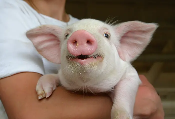 אף חזיר עדיין לא נדבק במחלה באף אחת מהמדינות בהן פרץ הנגיף