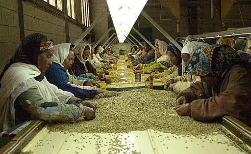 פועלות בוררות קפה ליצוא באתיופיה