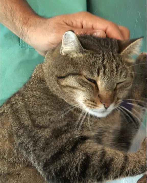 וידאו - בדיקה וטרינרית של פרעושים אצל חתולים