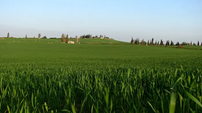 יבולי פלפל שהיו מיועדים ליצוא בשווי 10 מיליון שקל ייפסלו לשיווק מפני שנפגעו ואינם עומדים עוד בתקני האיכות של האיחוד האירופאי