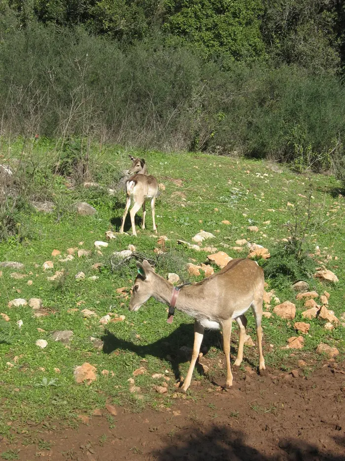 גם היחמורים מושבים למקומם הטבעי