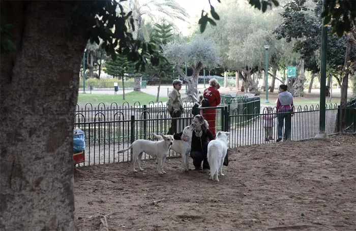 הכלבים של גן מאיר