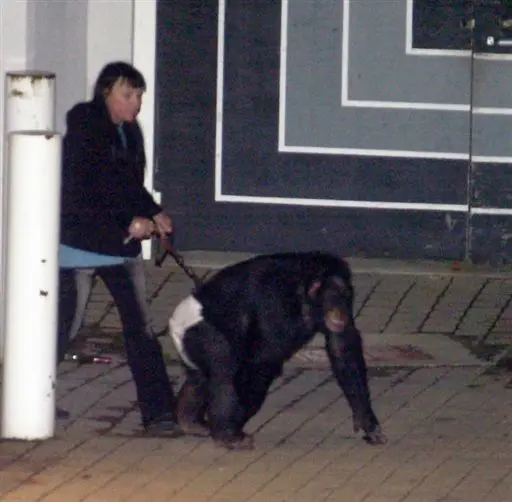 שימפנזה תקפה אישה בקונטיקט