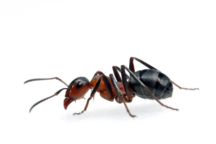 גופה של הנמלה בנוי משלושה חלקים: ראש, חזה ובטן