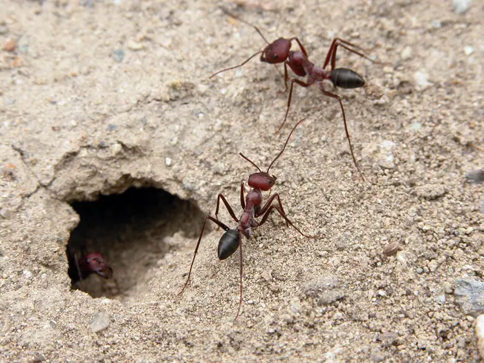 אנשי הנמלה מכילים ומבטאים את שלושת סוגי התפקידים