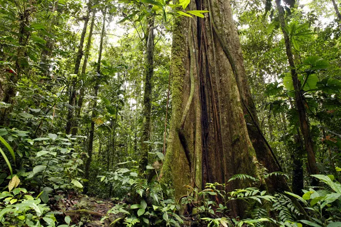 שמונה שנים למלחמה בהתחממות הגלובלית. יער האמזונס