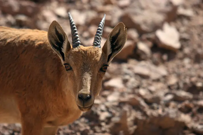 "לכאורה, מדובר בסיכול הברחות של סחורה, חד וחלק"