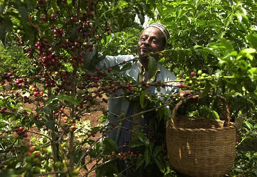 לא משנה כמה ישקיע בגידולים, בסוף הכל יתערבב - מגדל קפה באתיופיה