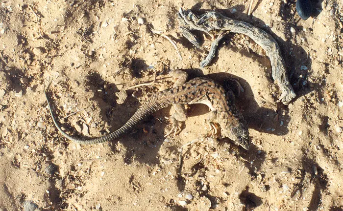 התגלתה בעקבות מחקר ישראלי-מצרי. שנונית באר שבע