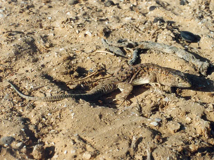 הכי פחות משוננת. שנונית באר שבע