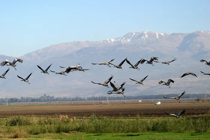 בשנה האחרונה מוגנו 1,300 עמודי חשמל