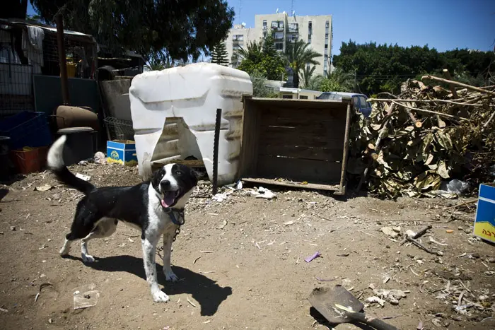 חצר וכלב בדרום תל אביב