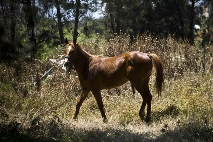 לטענת החשוד,חברו נפל מהסוס על חפץ חד וכתוצאה מכך נפצע "בטעות"