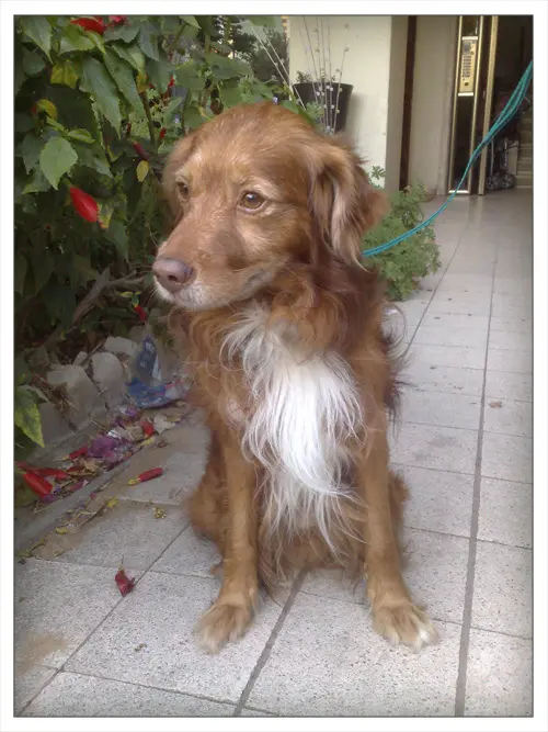 רופוס - כלב לאימוץ וידאו