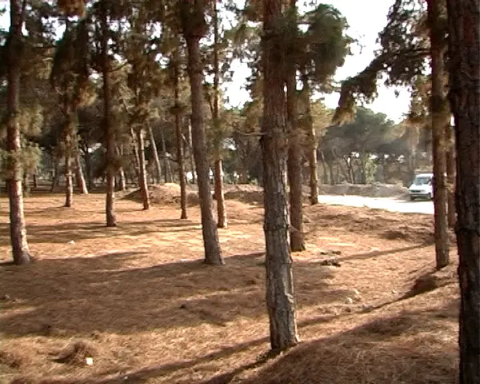 תושבים מנסים לשמור על ריאה ירוקה בדרום תל אביב