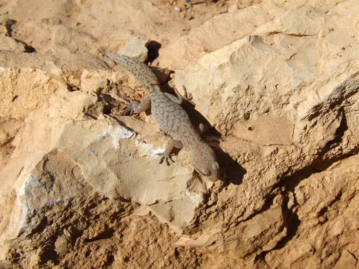 ייחודית לאזור. שממית חרמון