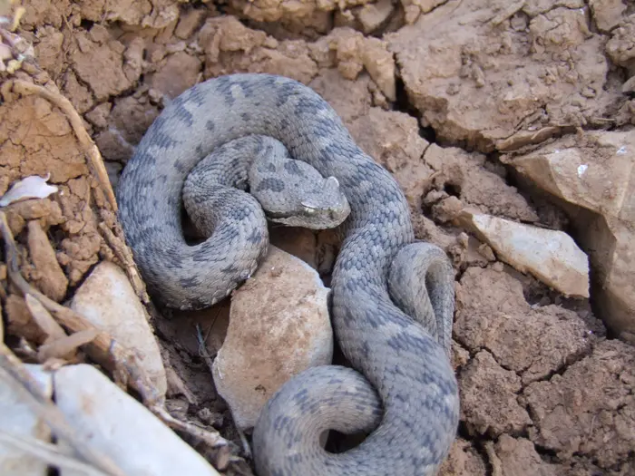 למקום הוקפץ קצין משטרה המתמחה בסילוק נחשים