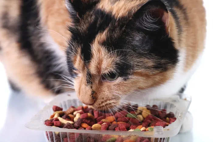 במזון איכותי לחתולים המכיל 40% חלבון לפחות יש יתרון לחתול הסובל מקשקשים ונשירת שיער