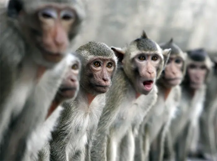 הקופים בנפאל ידועים בכך שהם מהווים מטרד עבור האיכרים המקומיים. קופי מקוק