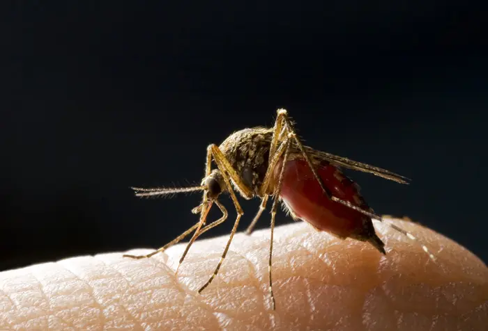 מחלת המלריה נגרמת על ידי טפיל ומועברת לאנשים בעקיצה, דרך הרוק של נקבת יתוש האנופלס