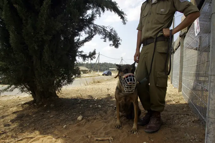 "יזמנו פעילויות מסווגות"