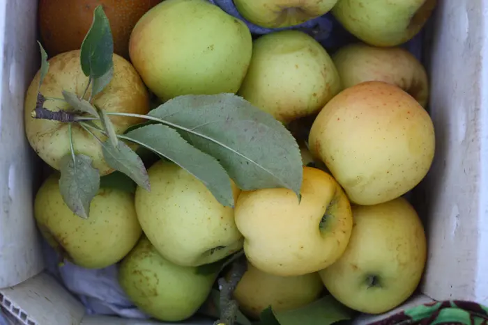 החום גורם להבשלה לא אחידה של הפרי