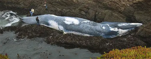 גופת לוויתן כחול שנפלטה לחוף בצפון קליפורניה