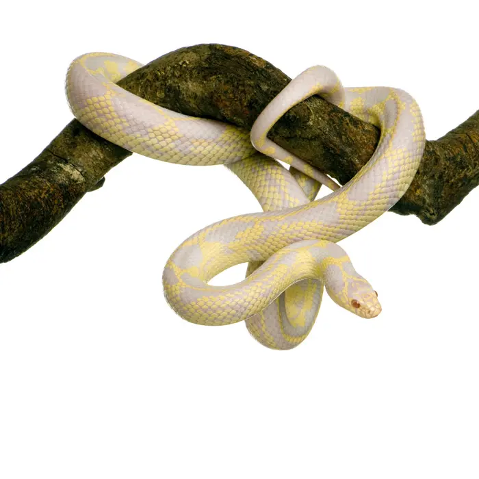 או שמדובר באדם שסתם אוהב להתעלל בעכברים