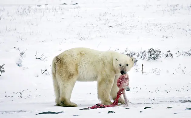 דוב קוטב נושא ראש של דוב קוטב אחר. עקב ההתחממות הגלובלית, נראית אצלם תופעה קניבלית והם ניזונים אחד מהשני